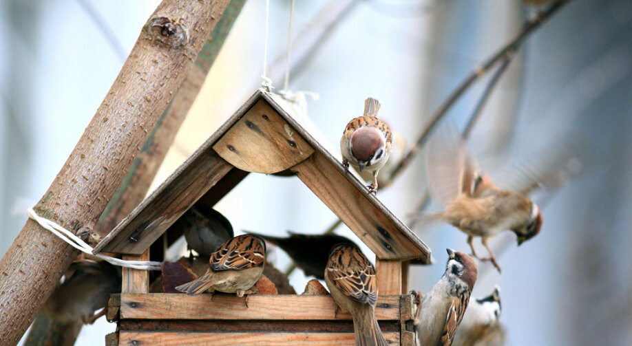 Karmnik dla ptaków – jak zrobić? Instrukcja krok po kroku